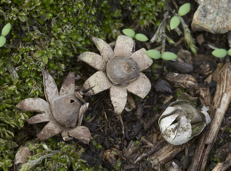 Geastrum hungaricum